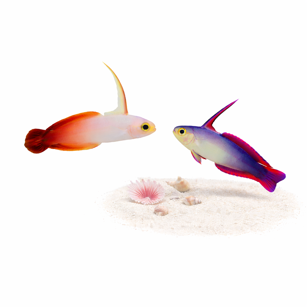 Saltwater Fish