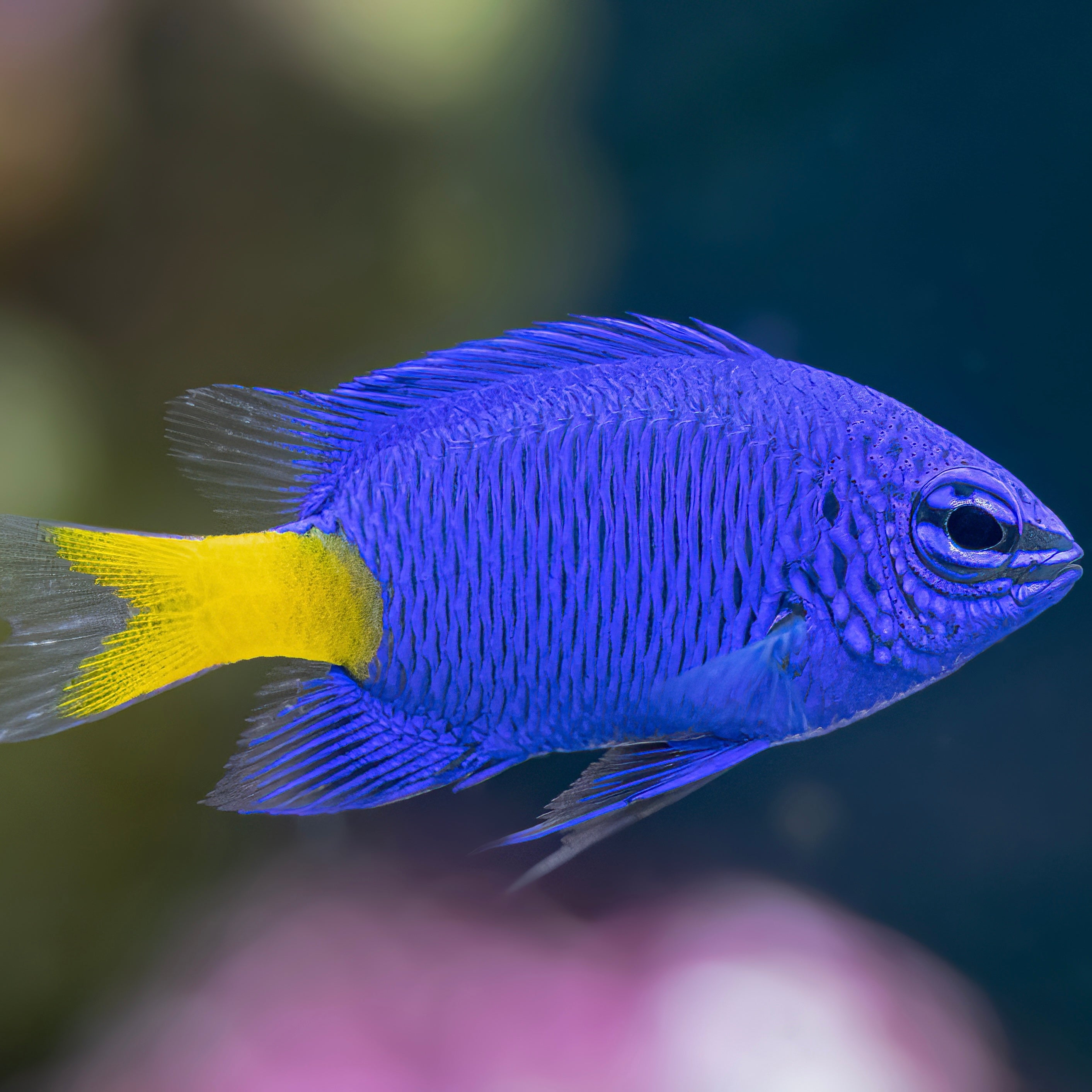 Yellowtail Blue Damselfish