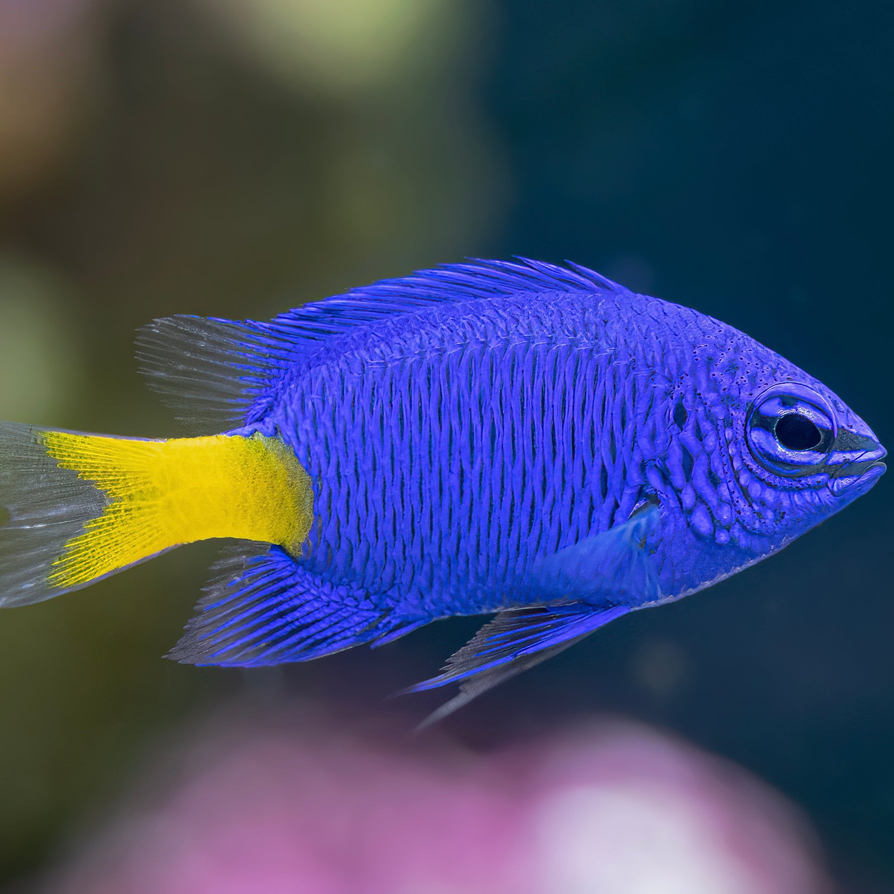 Yellowtail Blue Damselfish