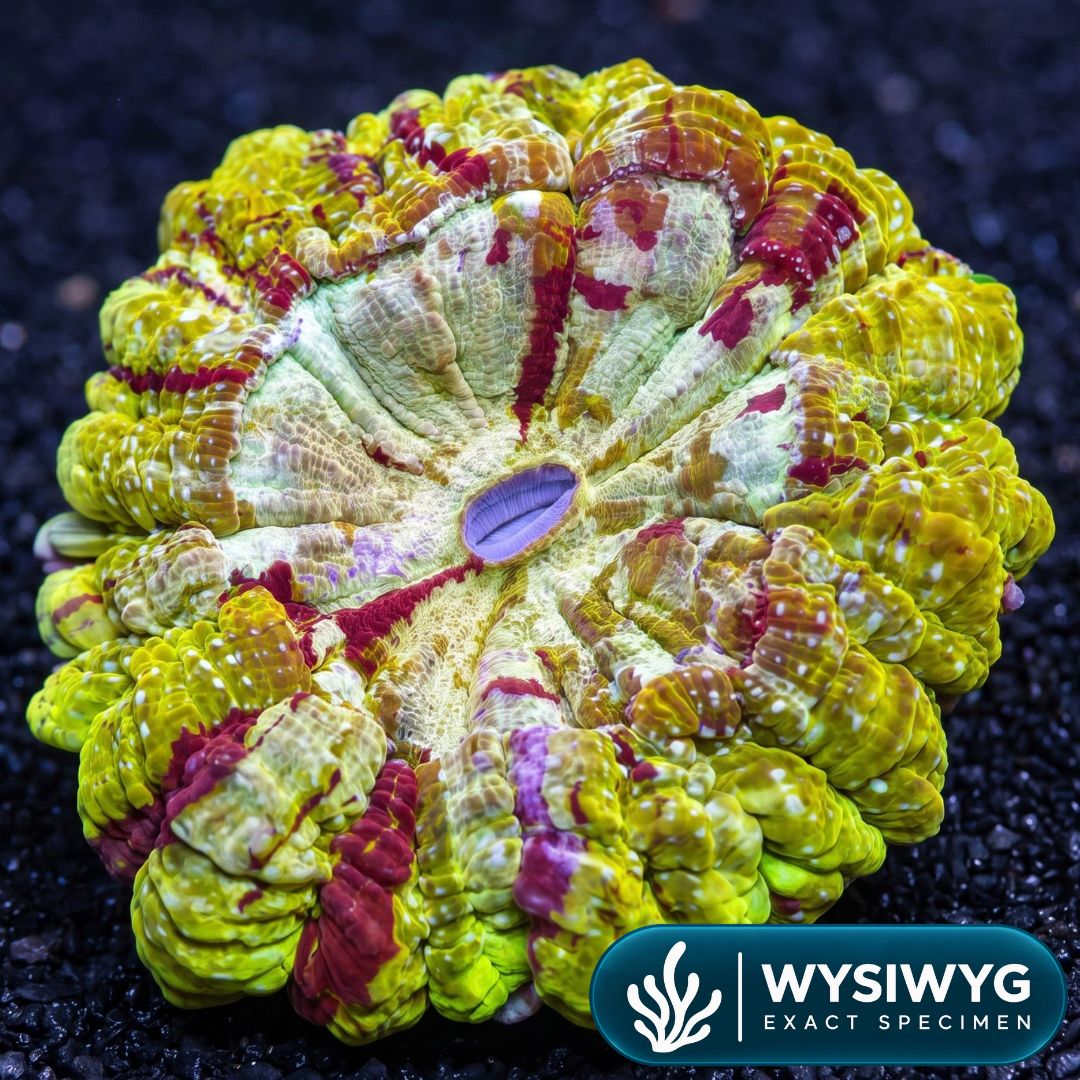 Ultra Gold Rainbow Acanthophyllia (6-8")