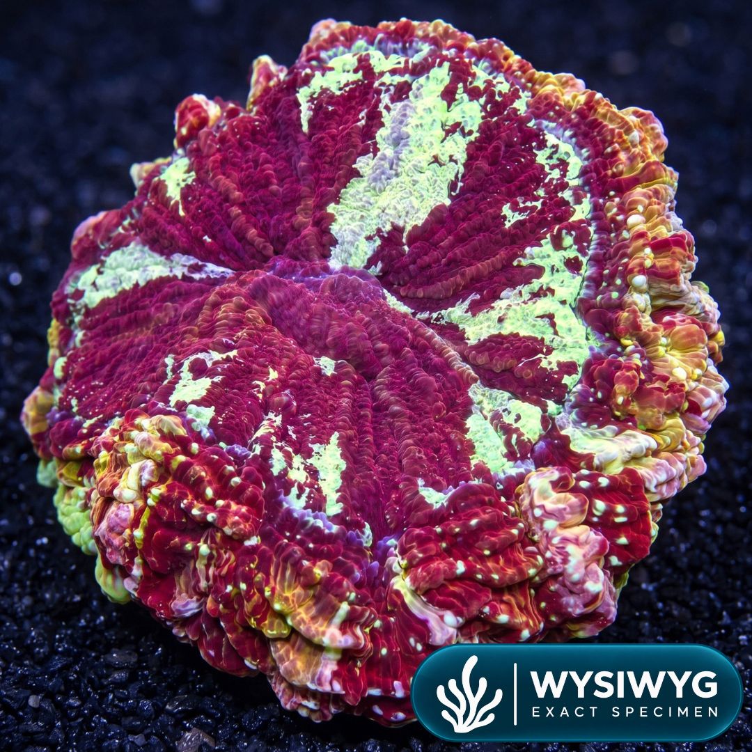 Red Rainbow Acanthophyllia (5-7")