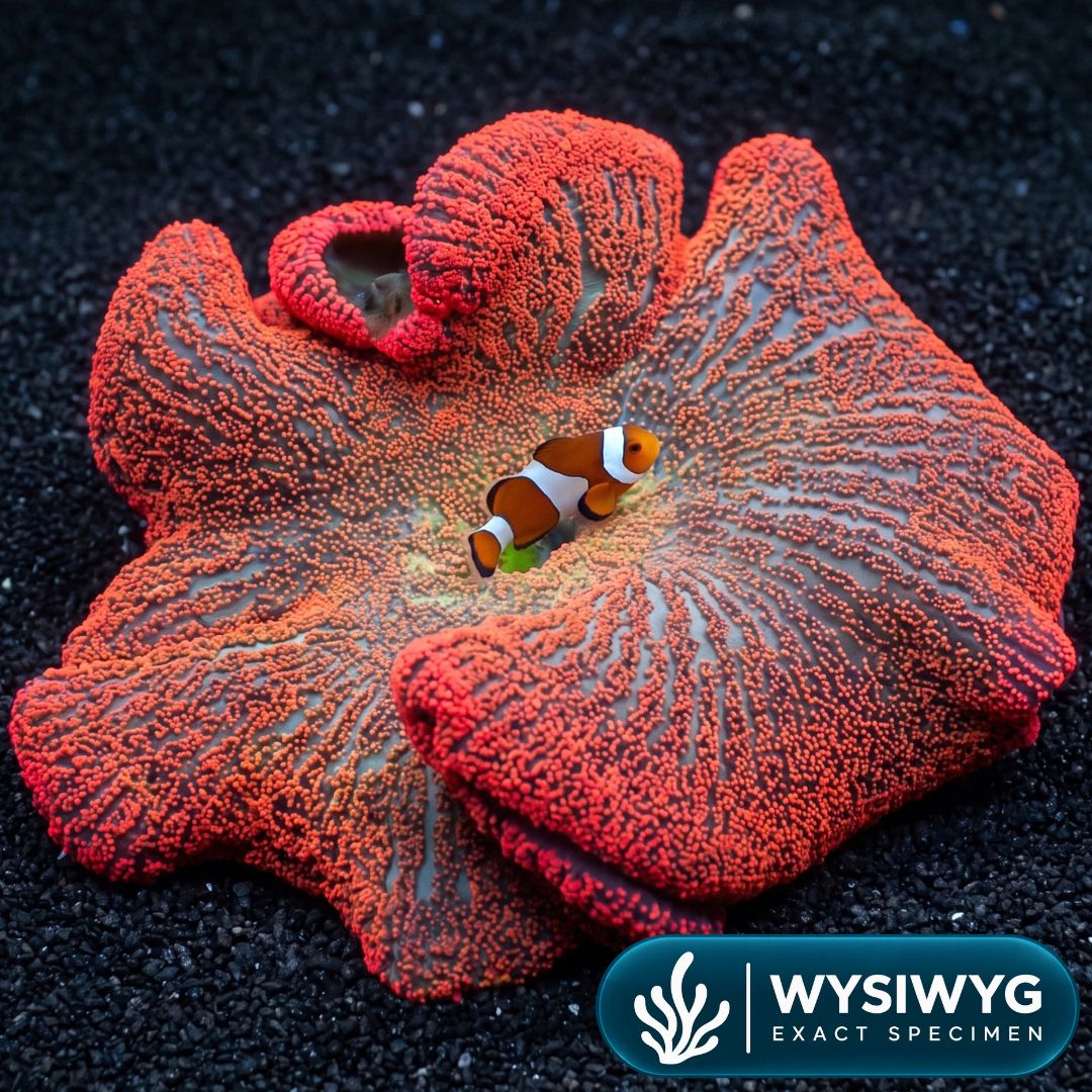 Red Rainbow Haddoni Carpet Anemone (9-12")