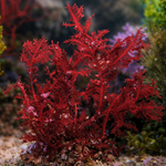 Red Fern Macroalgae