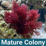 Phoenix Down Macroalgae