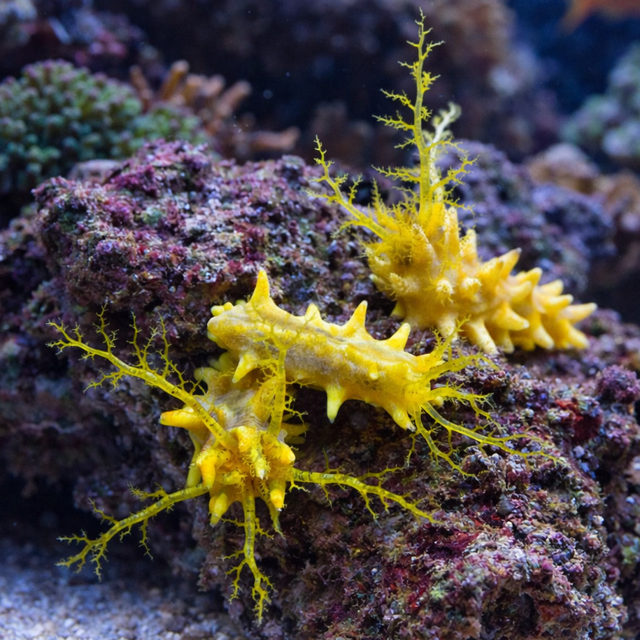 Yellow Sea Cucumber