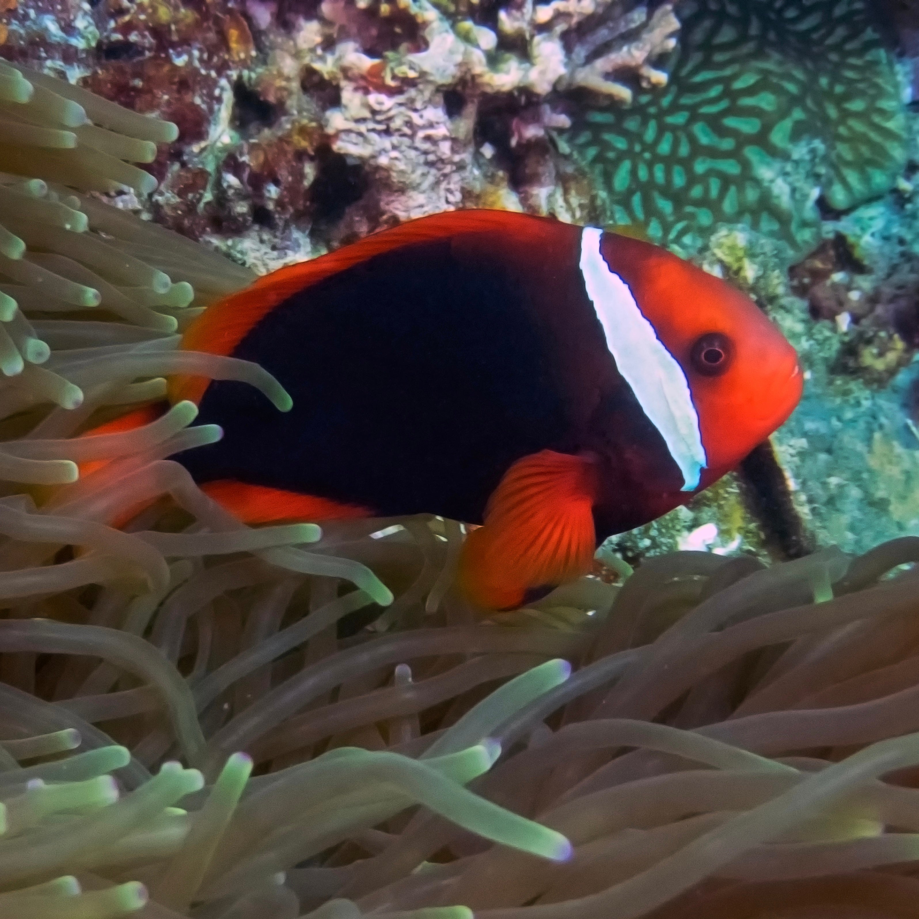 Tomato Clownfish