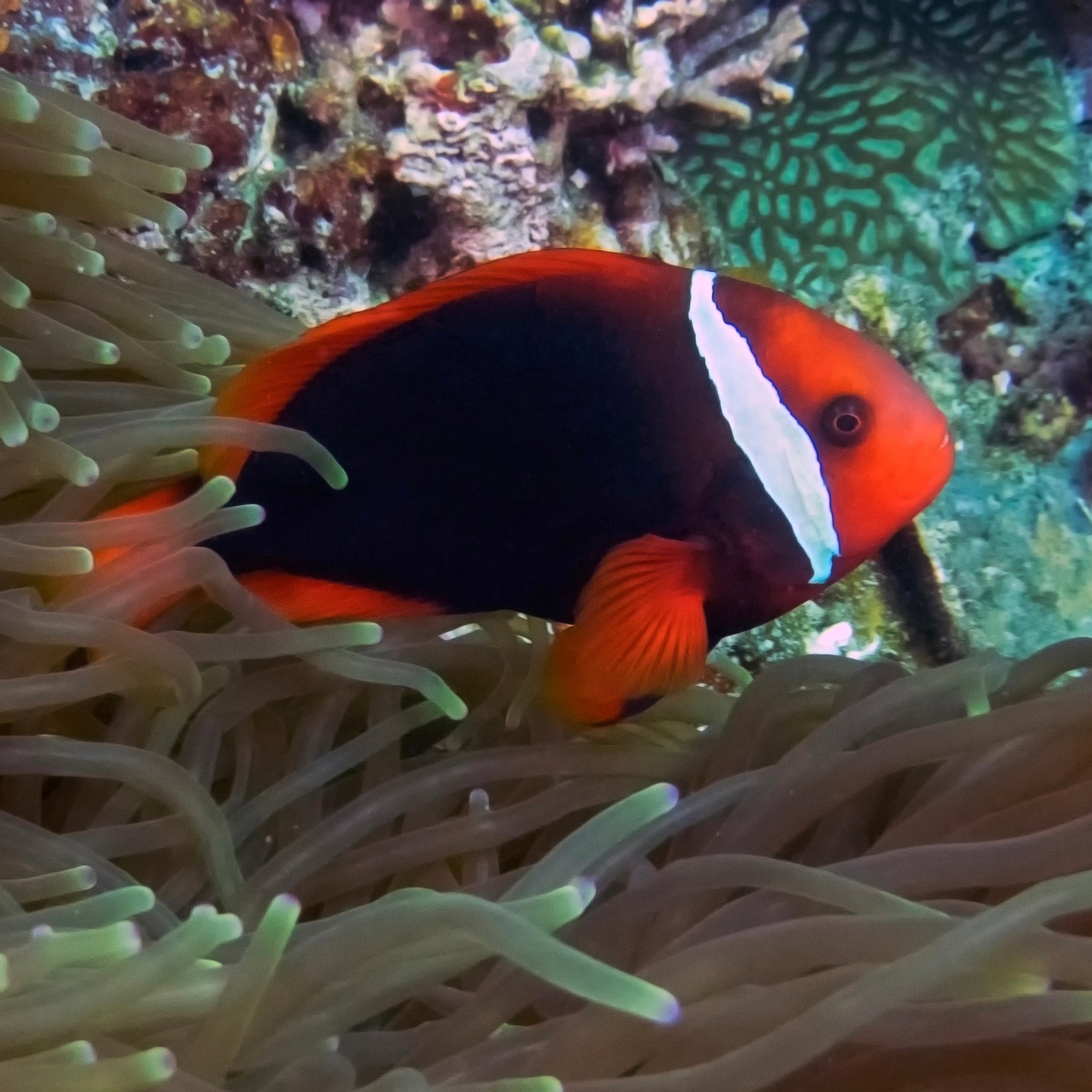 Tomato Clownfish
