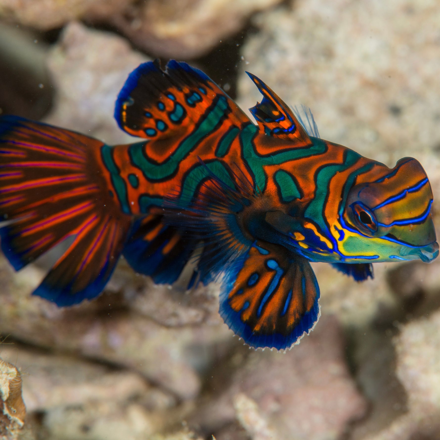 Green Mandarin Goby (Dragonet)