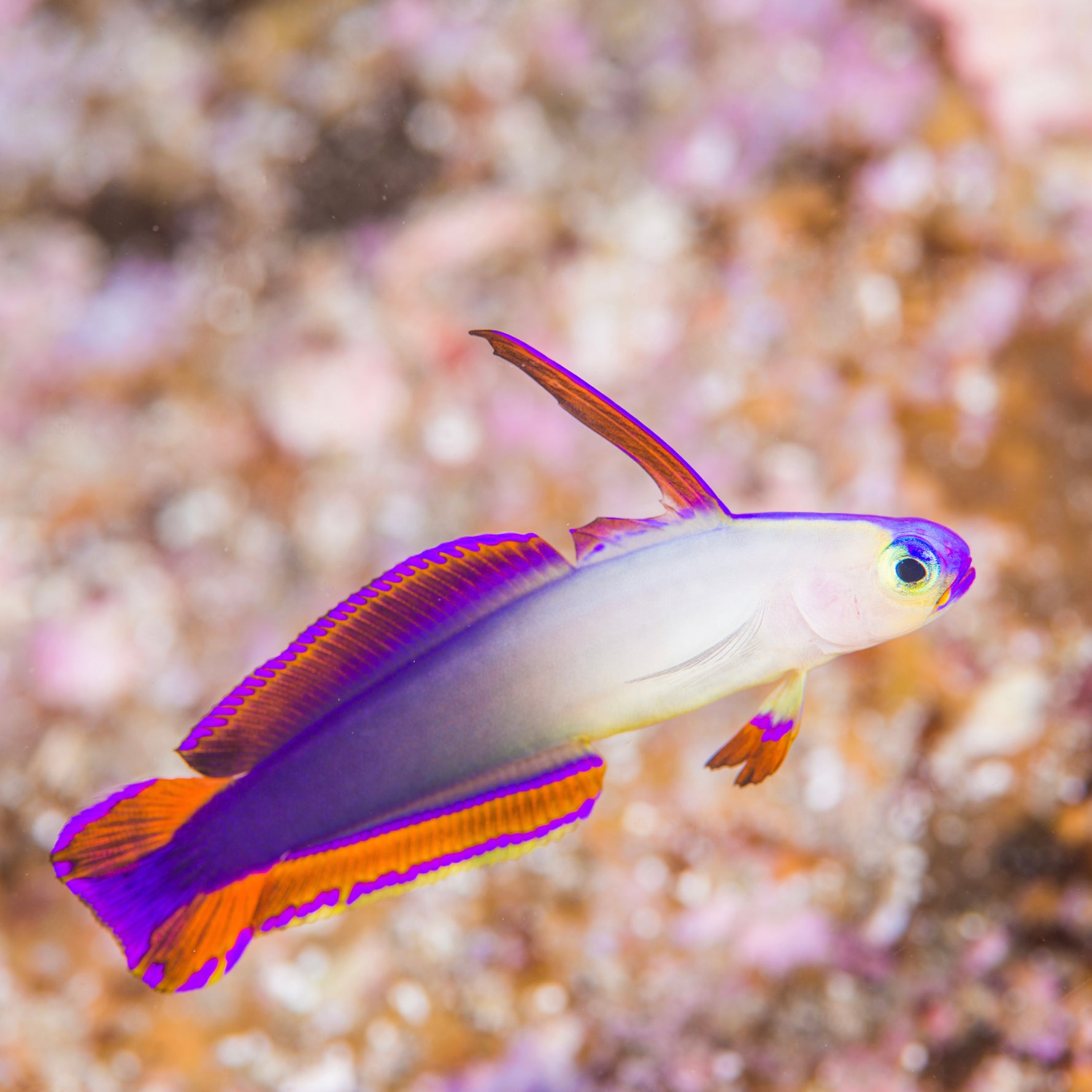 Purple Firefish Goby