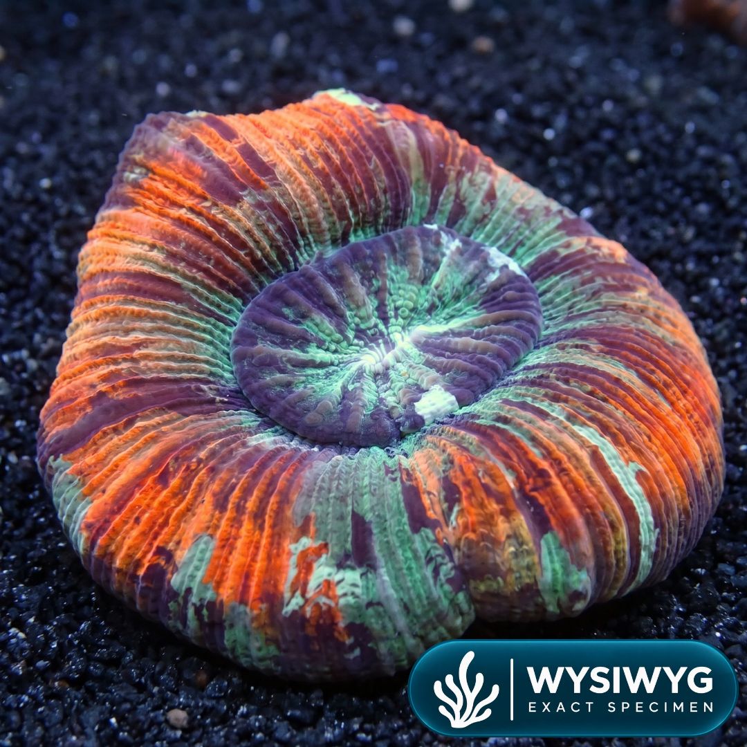 Rainbow Wellso (3-4")