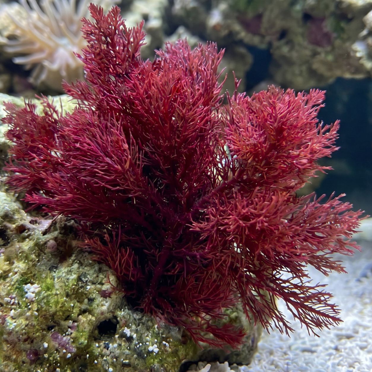Phoenix Down Macroalgae