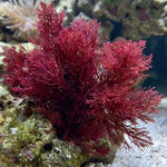Phoenix Down Macroalgae