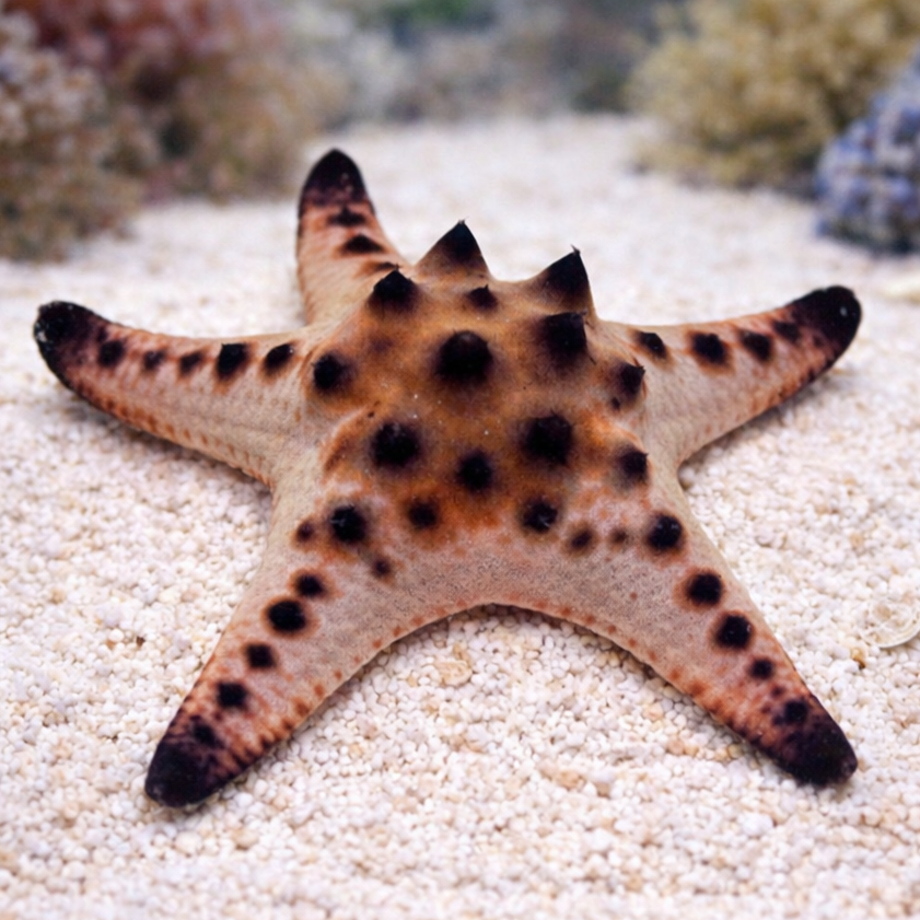 Chocolate Chip Starfish