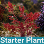 Red Fern Macroalgae