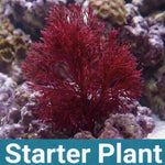 Phoenix Down Macroalgae