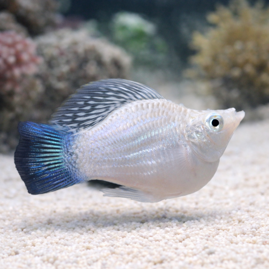 Saltwater Platinum Balloon Belly Molly (Algae Eater, Self-Propagating)