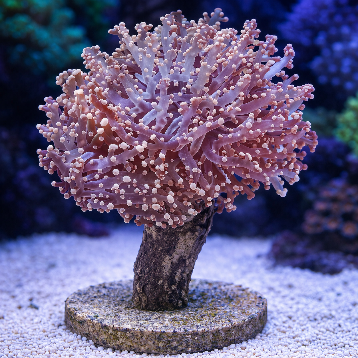 Pink Rose Frogspawn