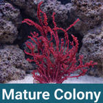 Red Grape Bubble Macroalgae