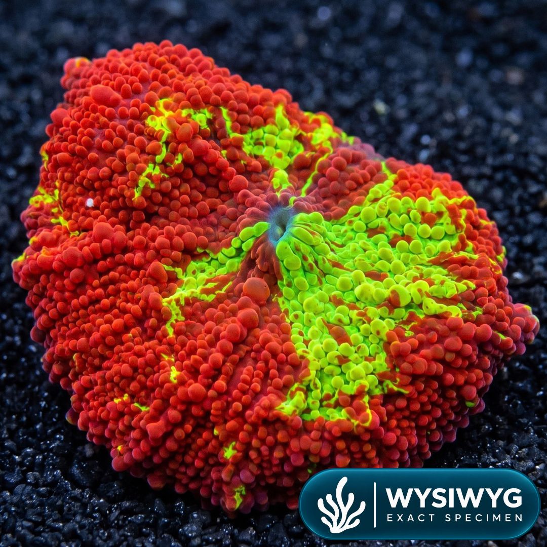 Eclectus Jawbreaker Mushroom
