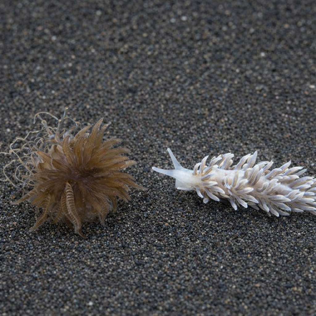 Berghia Nudibranch (Eats Aiptasia)