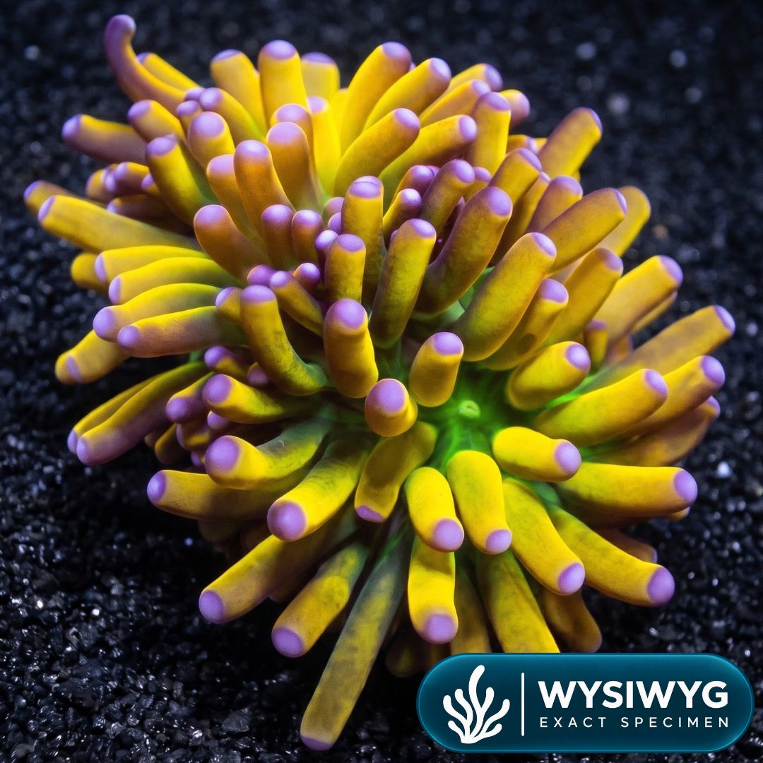 Malaysian Banana Torch (1.5 Polyps)