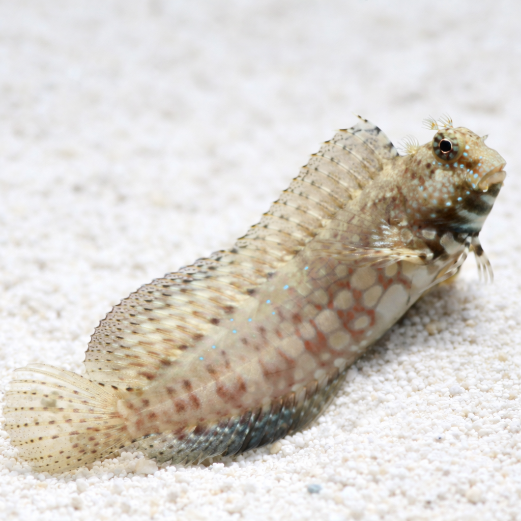 Lawnmower Algae Blenny