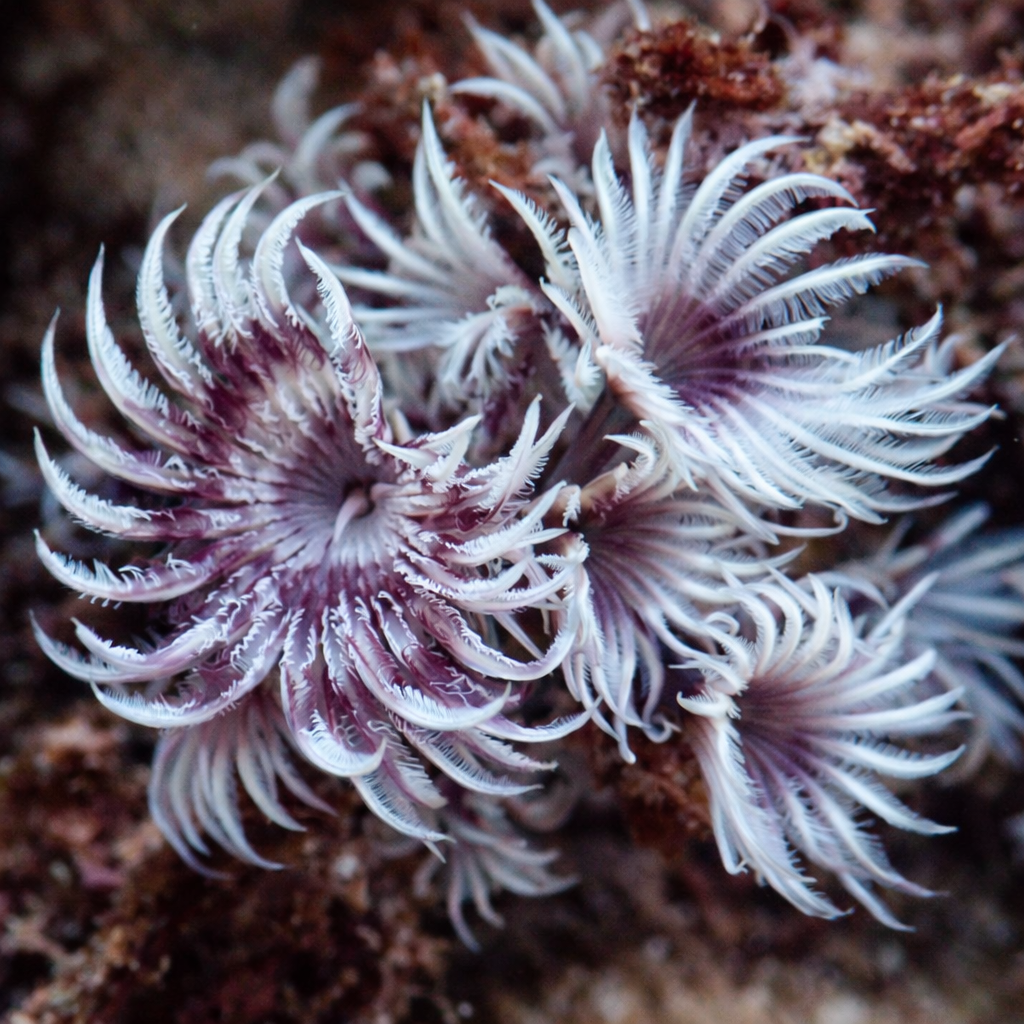 Mini Violet Orchid Feather Duster Colony (Self-Propagating)