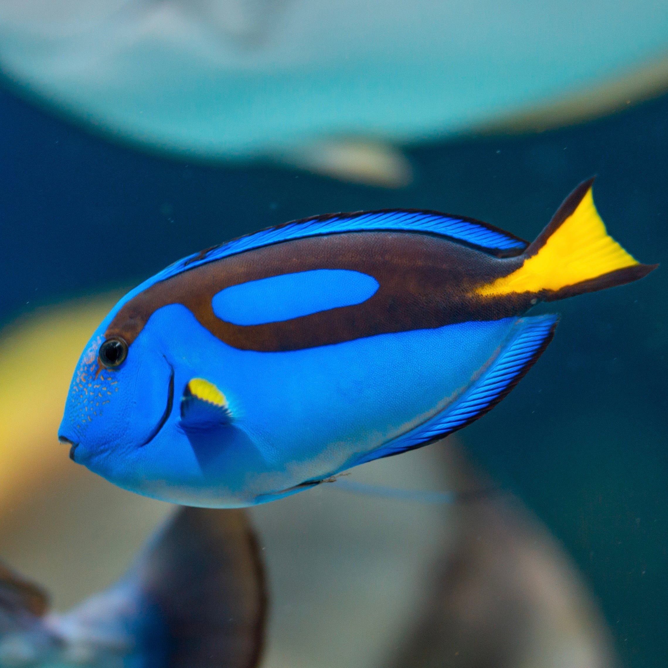 Blue Hippo Tang