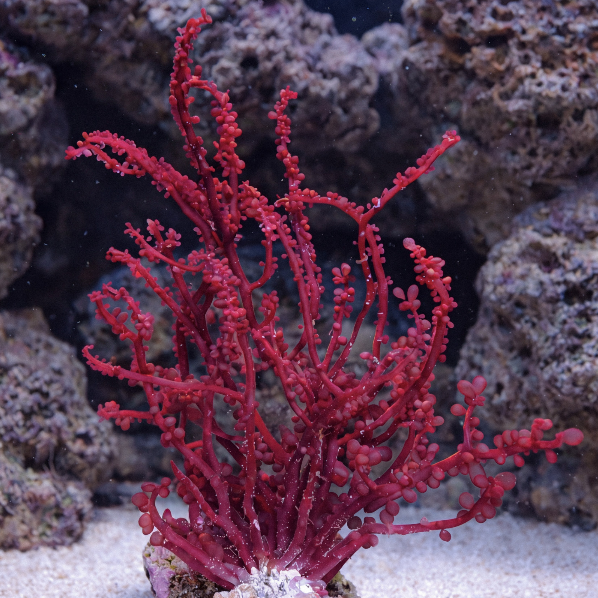 Red Grape Bubble Macroalgae