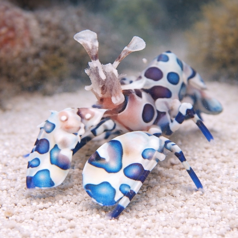 Harlequin Shrimp