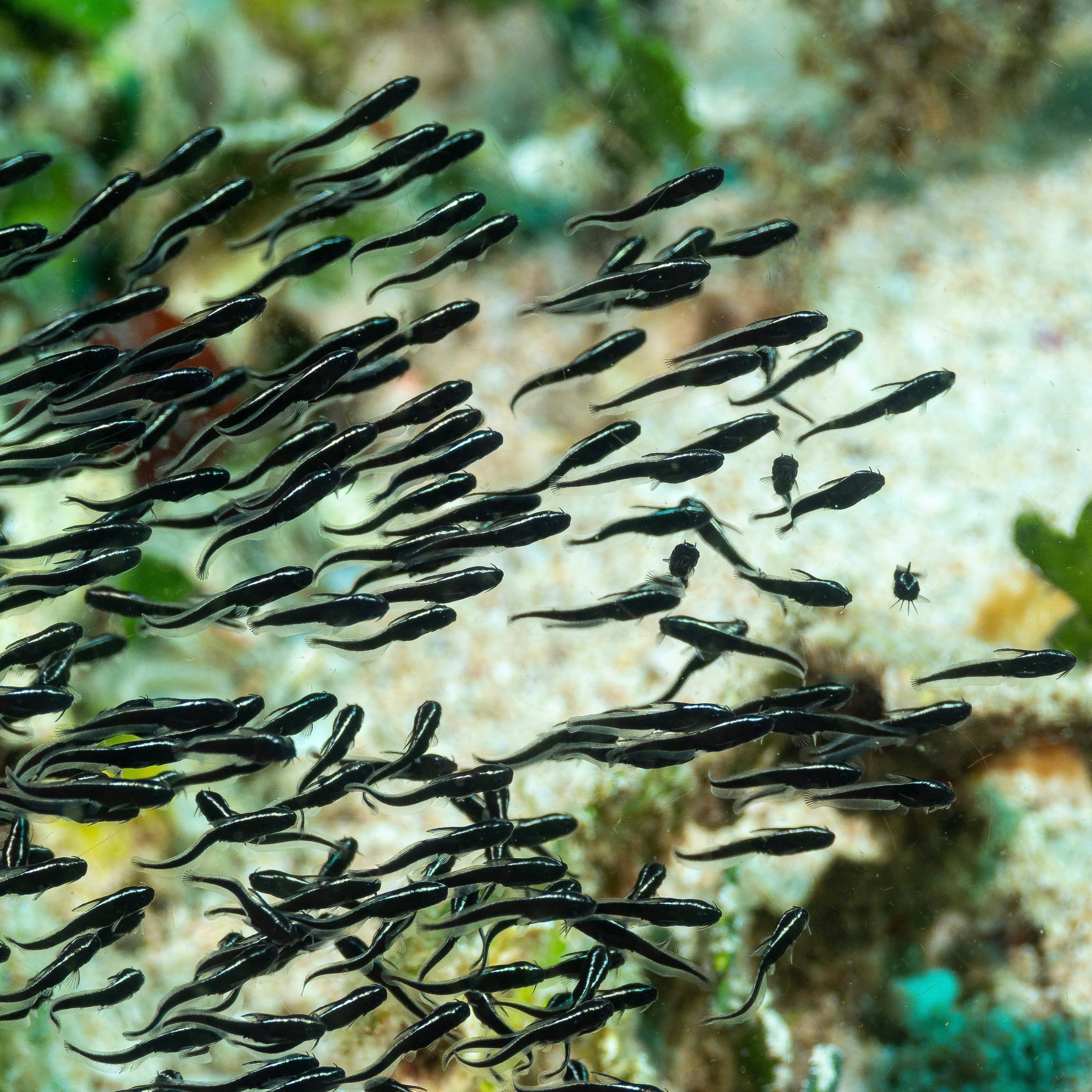 Engineer Goby (Juvenile Striped)