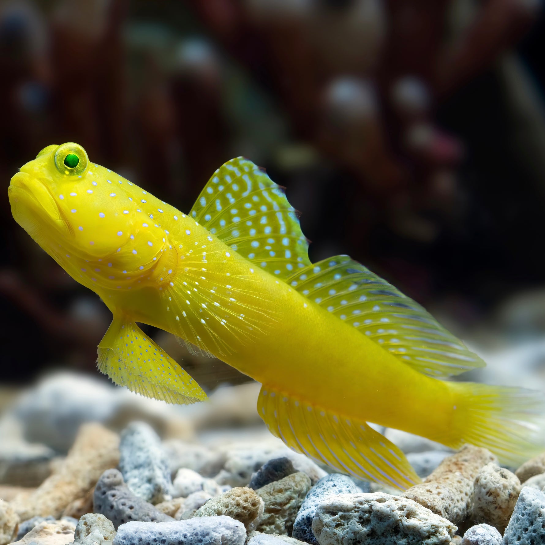 Yellow Watchman Goby