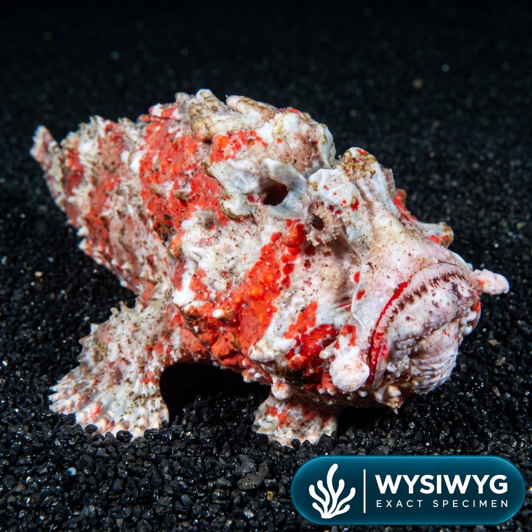 Showpiece Devil Stonefish (11-12")