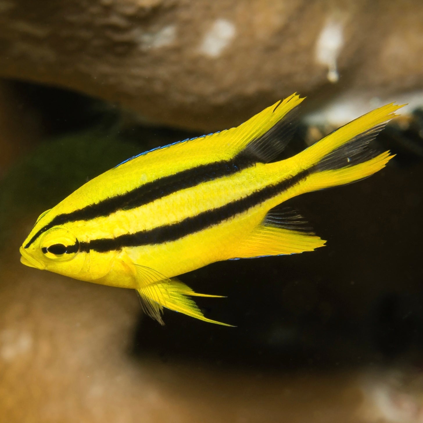 Black and Gold Chromis