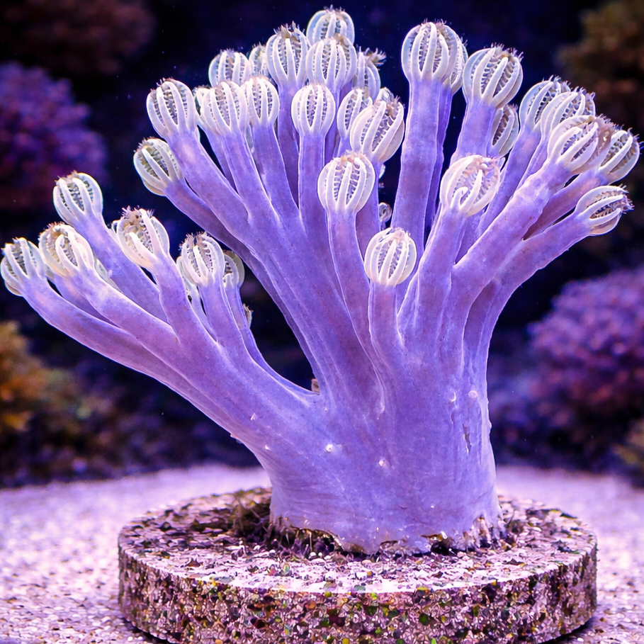 Sapphire Blue Xenia
