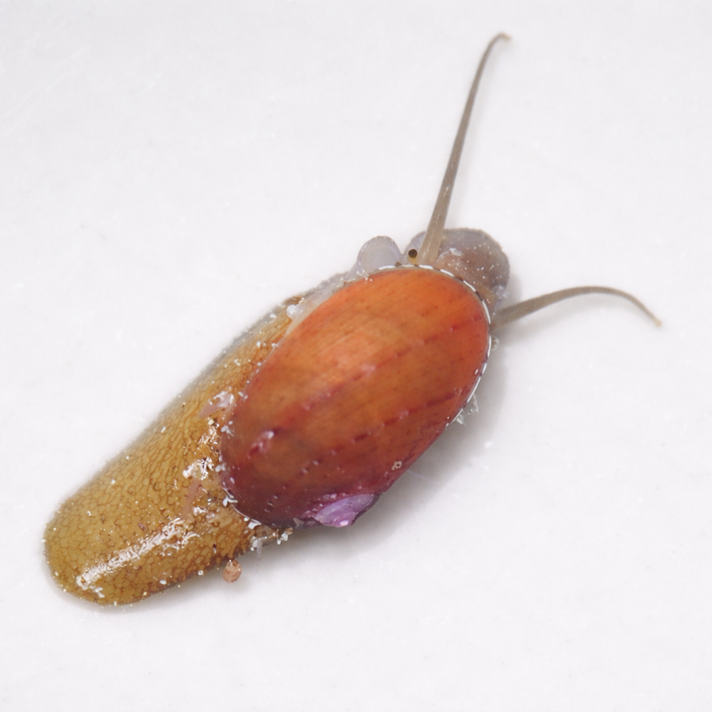 Stomatella Algae Snail (Self-Propagating)