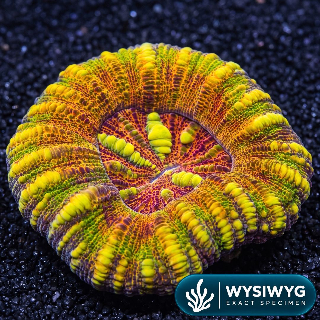 Ultra Rainbow Button Scoly (0.5-1”)