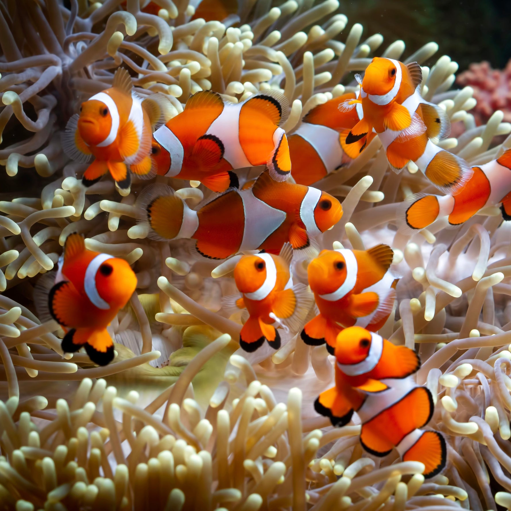 Ocellaris Clownfish