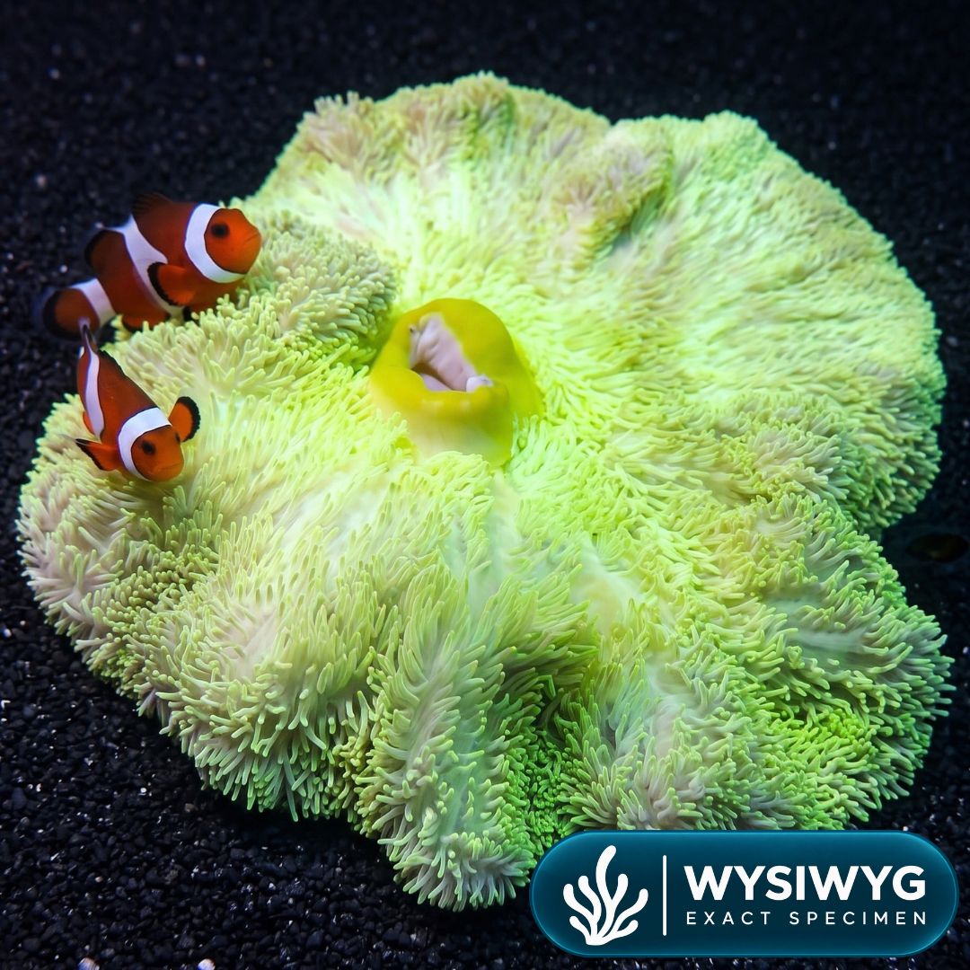 Neon Green Gigantea Carpet Anemone (8-12")