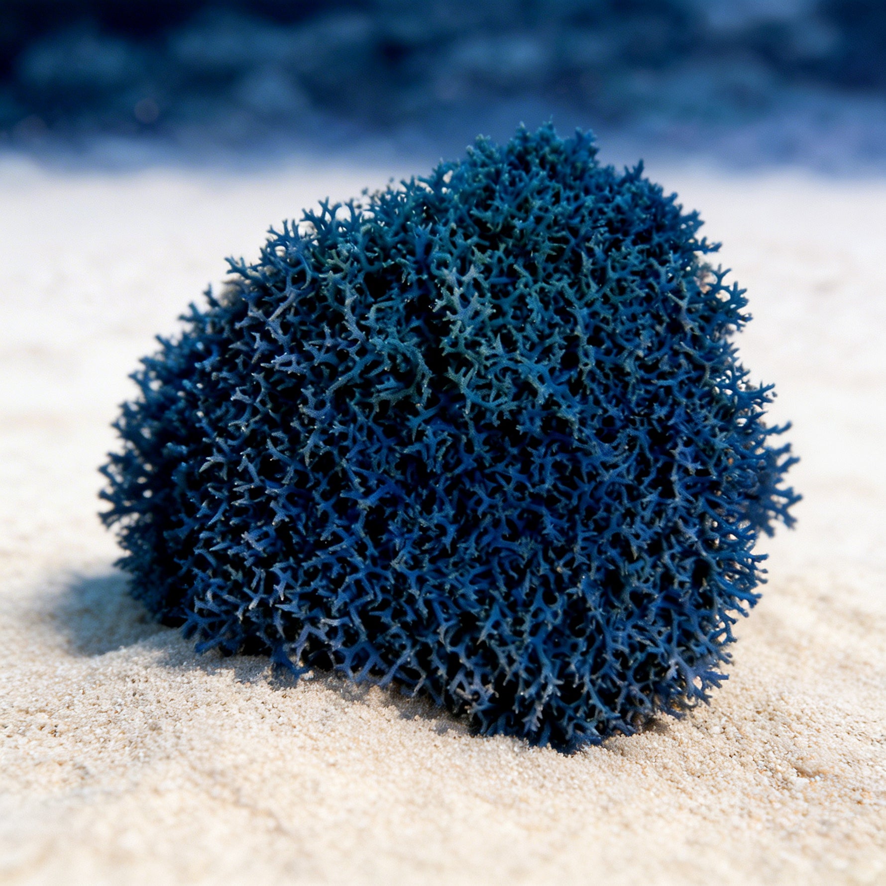 Blue Hypnea Macroalgae