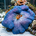 Blue Haddoni Carpet Anemone