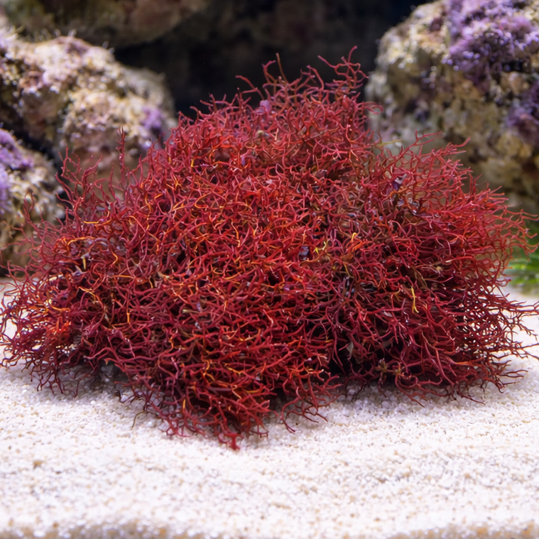 Burning Bush Macroalgae