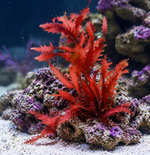 Scarlet Serrata Macroalgae
