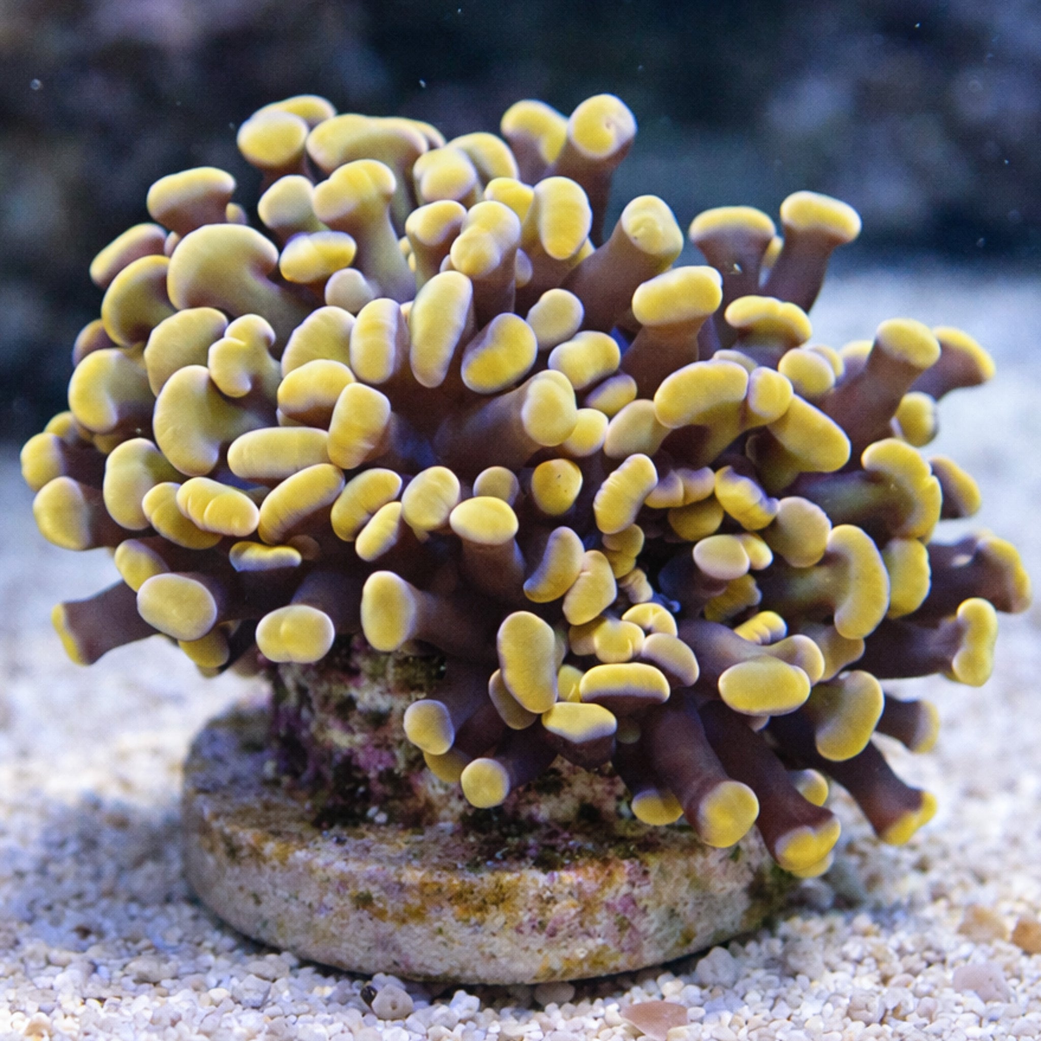 Gold Branching Hammer
