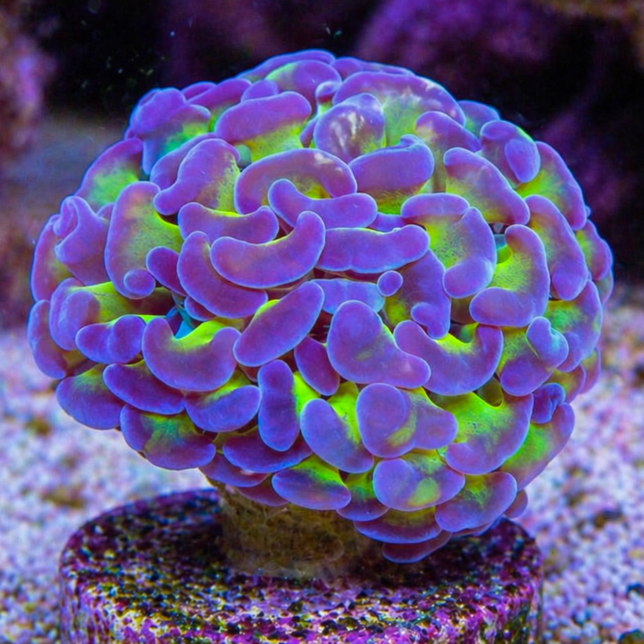 Purple Tip Green Branching Hammer