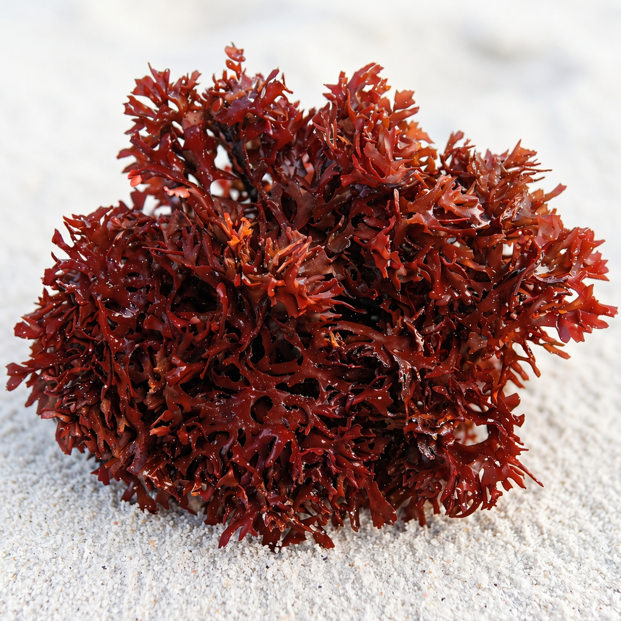 Pom Pom Macroalgae