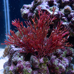 Vermillion Bonsai Macroalgae