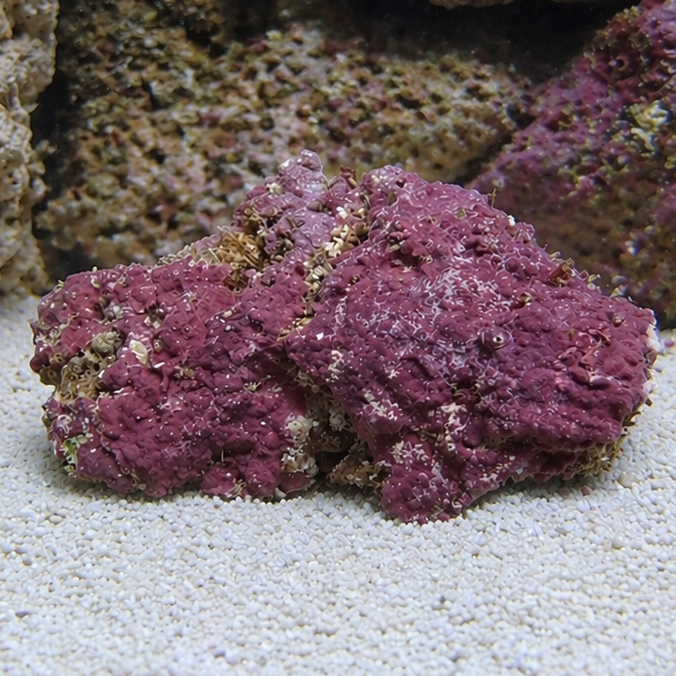 Purple Encrusting Coralline Algae