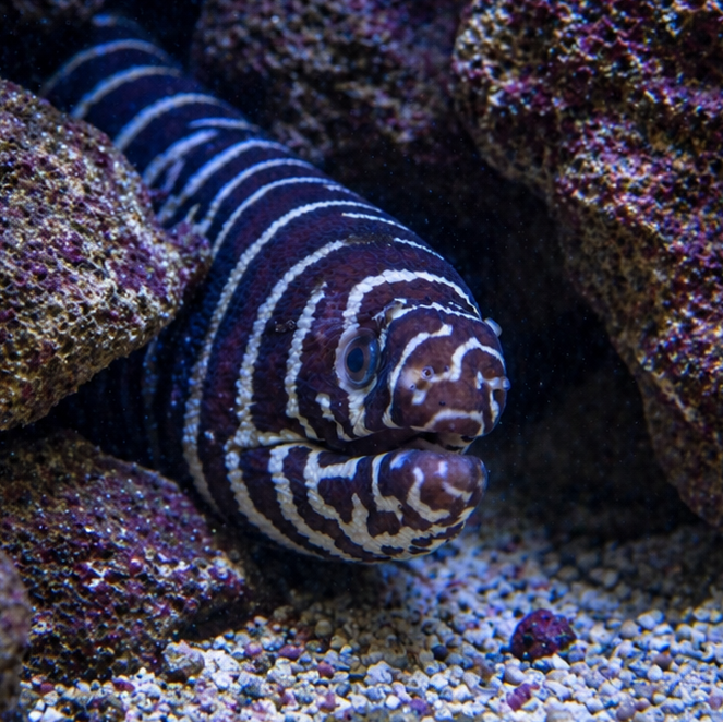 XL Zebra Moray Eel (20-25")