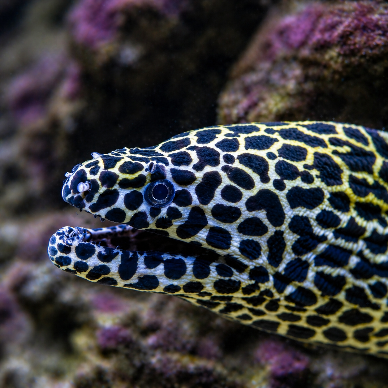 Tessalata Eel (10–13")